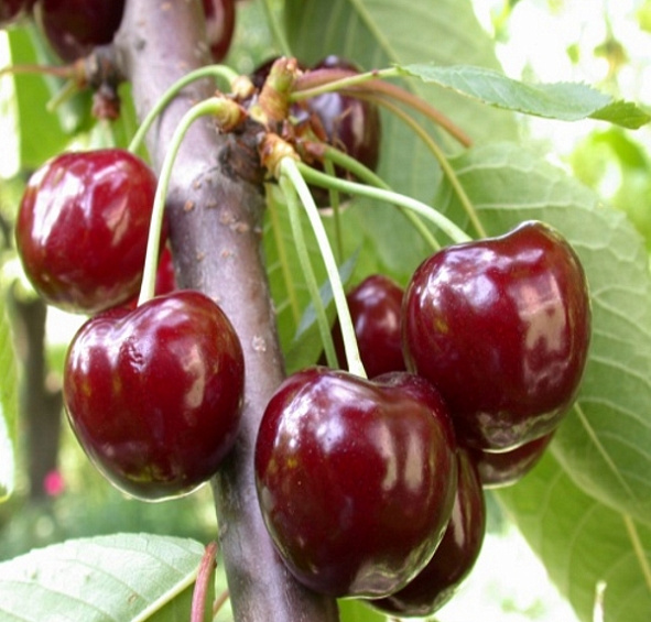 Вишня Гирлянда